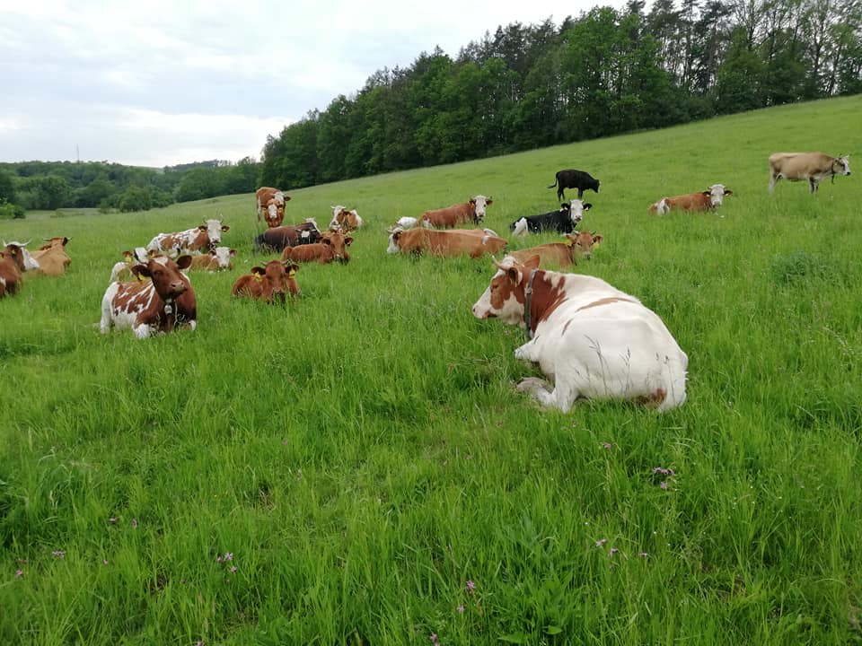 Fotografie farmy Kozí Hrádek Vysoká