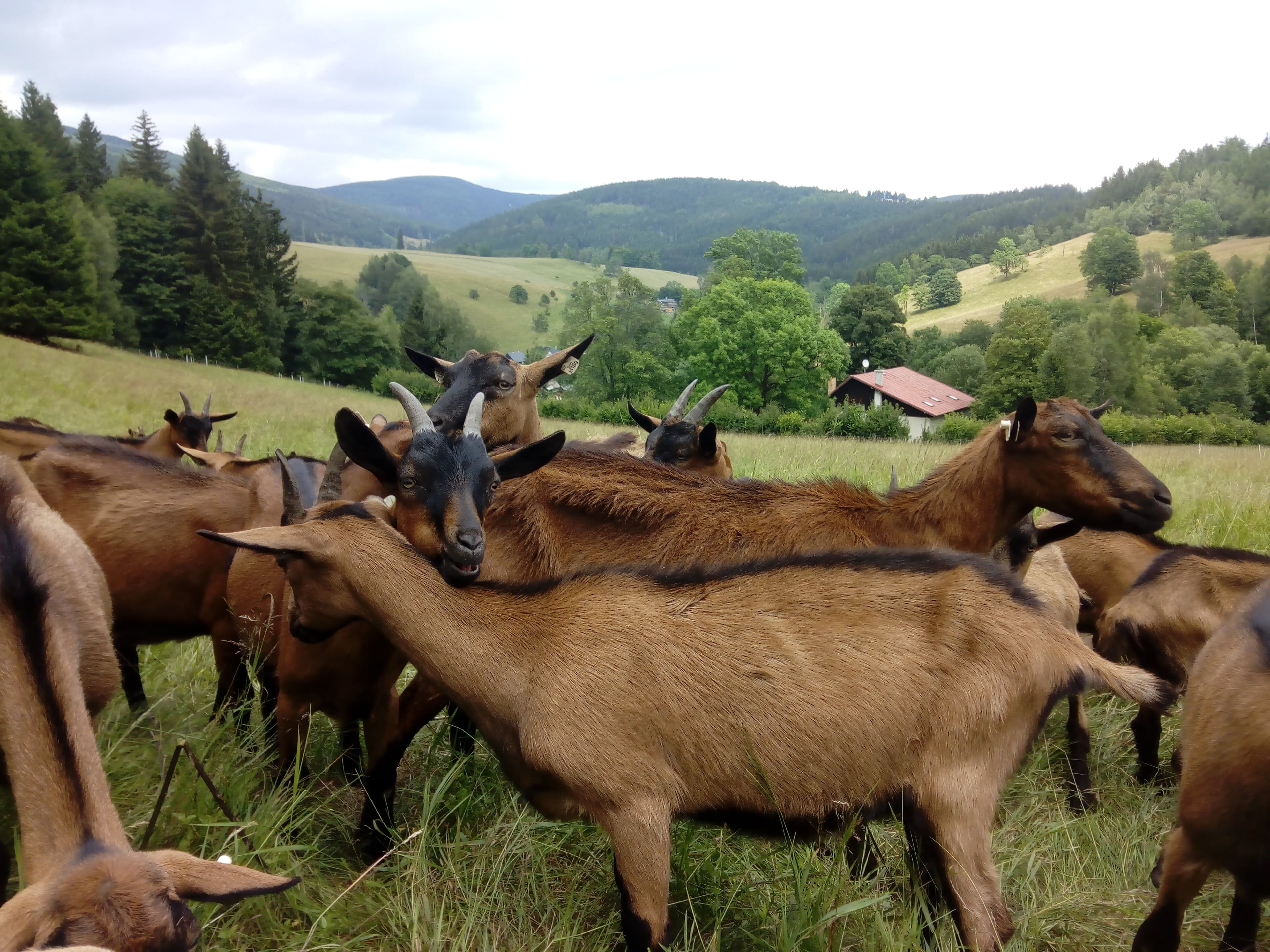 Fotografie farmy Krkonošská kozí farma